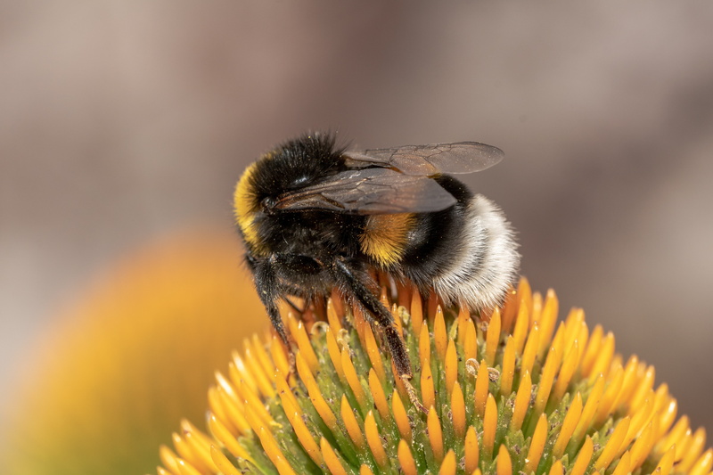 symbiotic relationship, animal wildlife, fragility, bumblebee, animals in the wild, echinacea, animal, beauty in nature, translucent sonnenhut, nature