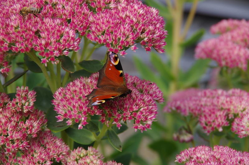animal wildlife, flower, purple, peacock, petal, butterfly, one animal, fragility, beauty in nature, insect, pollination, symbiotic relationship, invertebrate