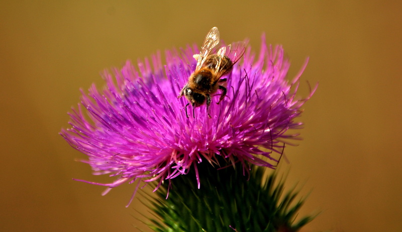 thistle, beauty in nature, close-up, one animal, no people, animal wildlife, invertebrate, insects, 2K, flower head, flower, insect, animal, petal, freshness