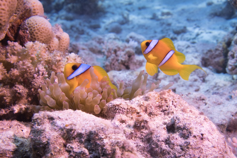 diving, beauty in nature, coral, undersea, invertebrate, water, no people, animal themes, sea, sea life, tropic, fish, marine, 4K, vertebrate, reef, animals in the wild