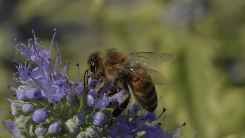 purple, flowering plant, fragility, honey bee, flower, plant, pollen, nectar, wing, flower head, close, animal, invertebrate, insect, animal wing, 4K