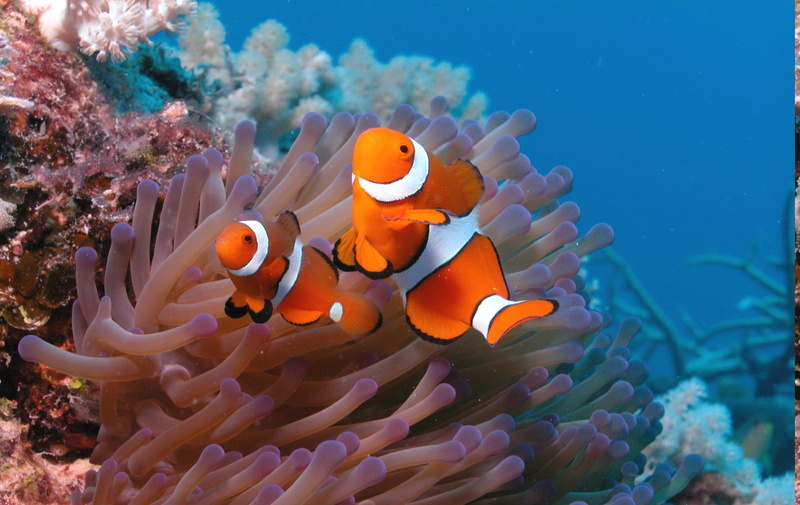 animals in the wild, animal, beauty in nature, clown fish, group of animals, sea life, vertebrate, ecosystem, water, animal wildlife, animals nature clownfish sea anemones