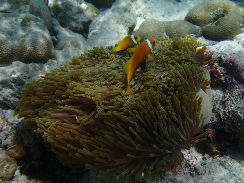 marine, anemone, sea anemone, undersea, animals in the wild, sea life, water, no people, coral, nature, Sea, animal, one animal, fish, clown fish, 1080P