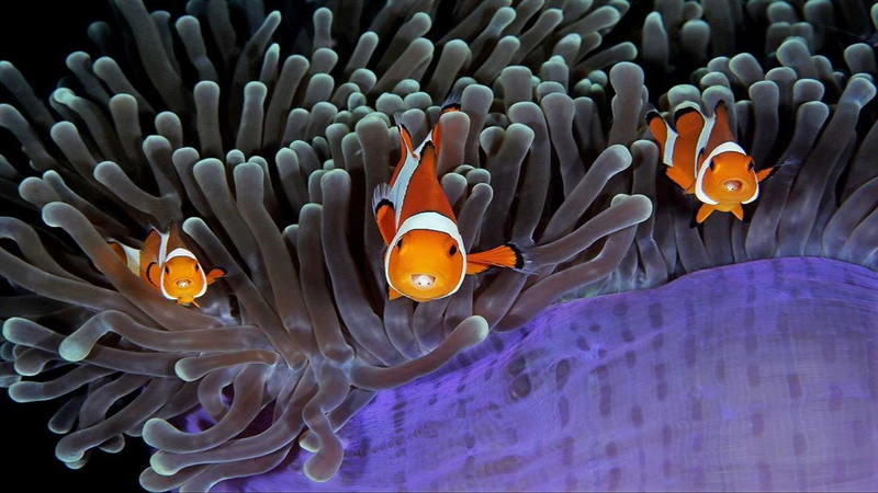 beauty in nature, purple, animal themes, animal, fish, marine, invertebrate, sea life, symbiotic relationship, nature, sea, colour fish, clown fish, 1080P