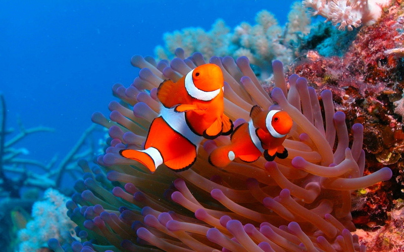 nature, ocean, sealife, sea life, animal, animal wildlife, animals in the wild, vertebrate, 1080P, coral, invertebrate, no people, ecosystem, sea, fish