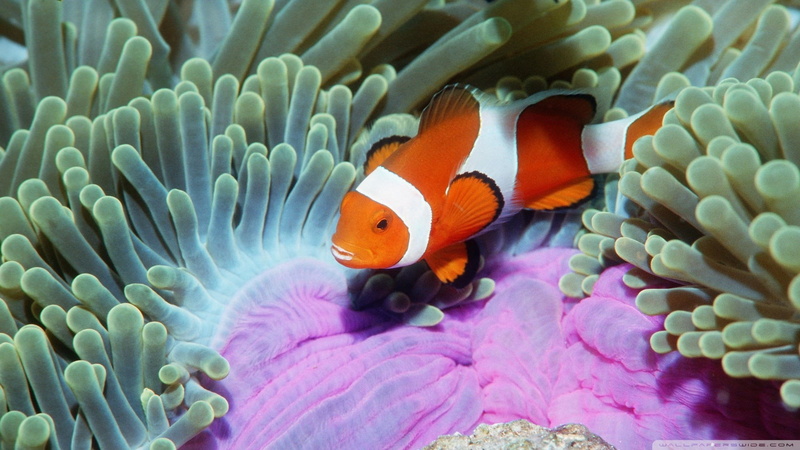 saltwater fish, clown fish, sea life, animal themes, symbiotic relationship, marine, swimming, animals in the wild, no people, animal, 1080P, coral, sea anemone