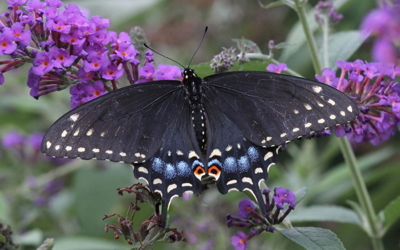no people, symbiotic relationship, one animal, 2K, flower, black, beauty in nature, butterfly, animal, fragility, pollination, animal wildlife, growth