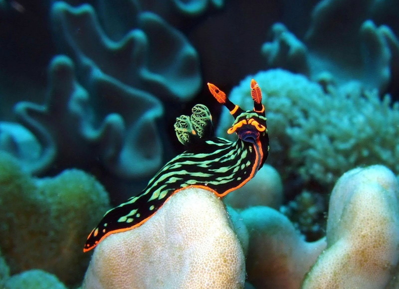 720P, sea slug
