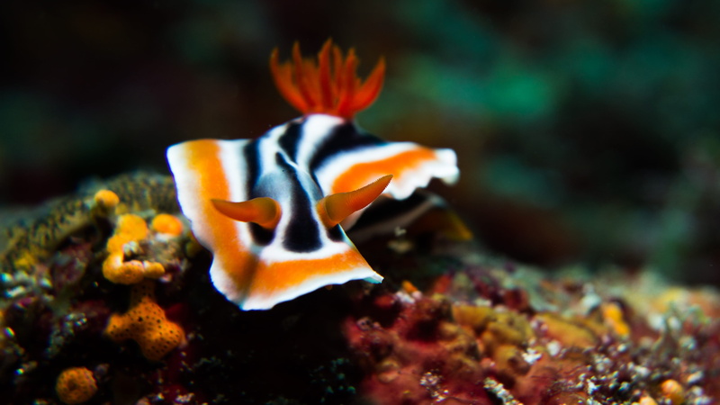 focus on foreground, fish, 4K, black, underwater, creature, snail, animal themes, animals in captivity, white, undersea, close-up, animal wildlife, sea