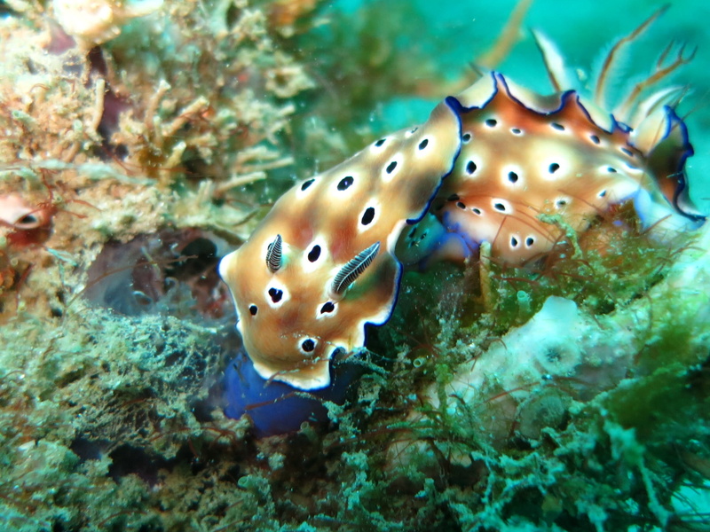 chromodoris risbeca, puerto galera, corals, macro, creature, brown, nature, coral, sea life, invertebrate, animal wildlife, crawling, vertebrate, sea, animals in the wild