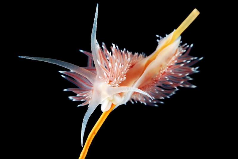 720P, sea slug