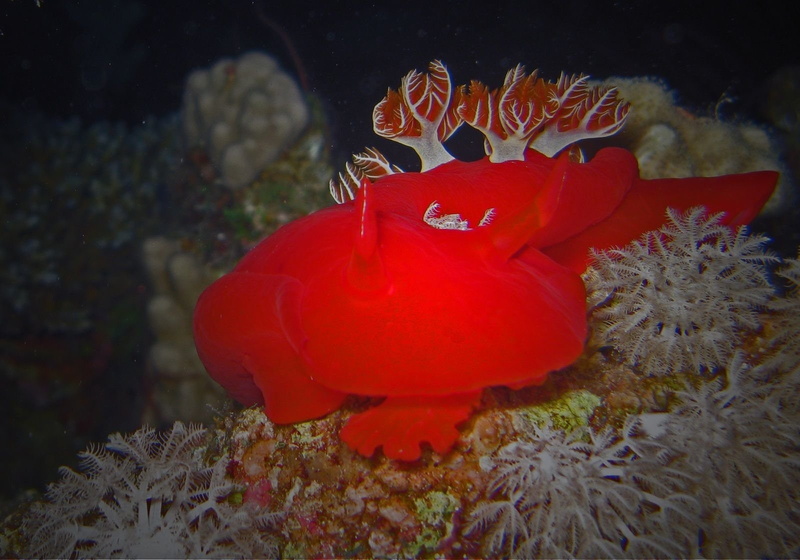 Nudibranch, 720P, Sea Slug, Animal