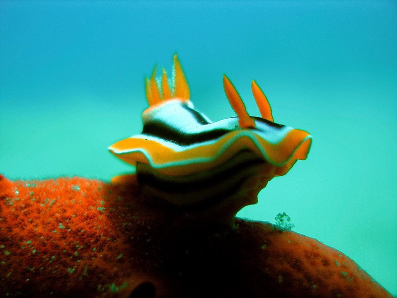 720P, sea slug