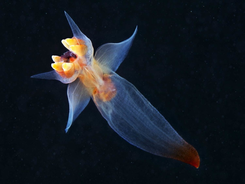 720P, Animal, Nudibranch, Sea Slug