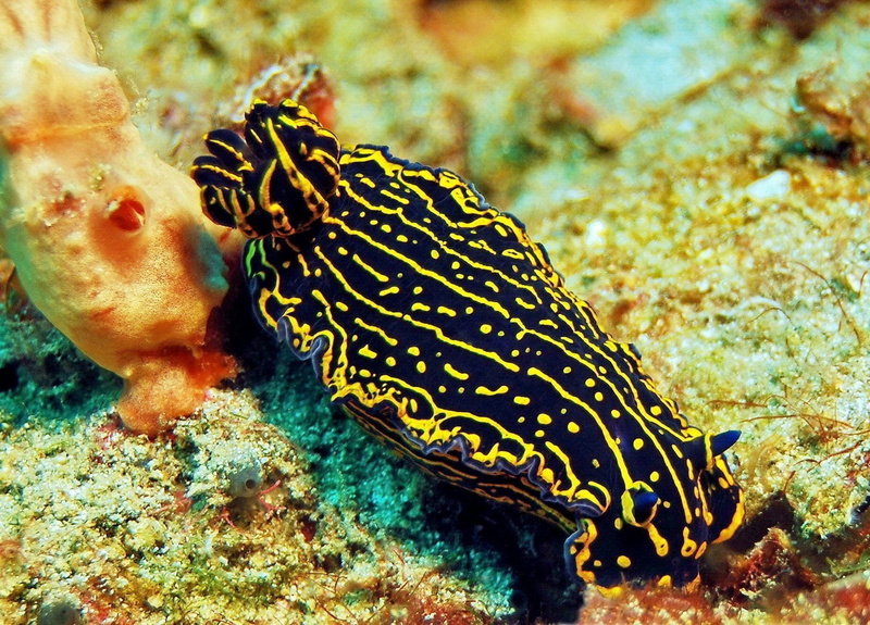 Sea Slug, 720P, Animal, Nudibranch