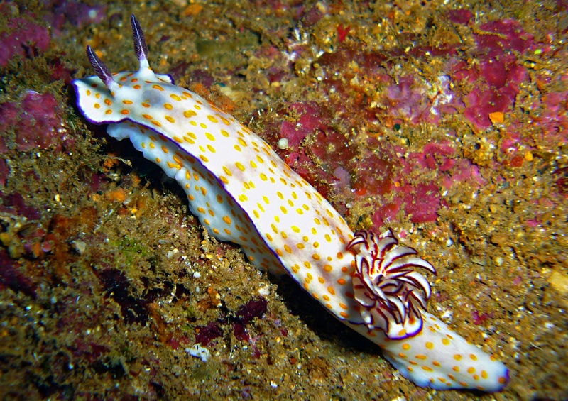 diving, undersea, sea, underwater, fish, animal wildlife, coral, 1080P, surface, underwater world, nature, sea snail, vertebrate, white, swimming, meeresbewohner