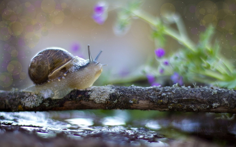 mollusk, summer, brown, animal body part, crawling, nature, snail, close-up, beauty In Nature, animal themes, wildlife, gastropod, animals in the wild