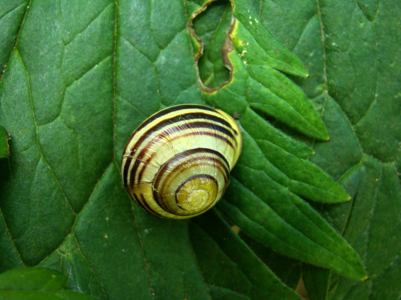 mollusk, green color, snail, day, close-up, spiral, gastropod, stripes, animal wildlife, 2K, one animal, plant part, sea shells, animal shell, plant, animals
