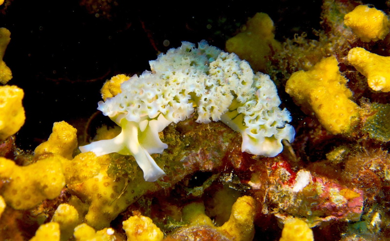 1080P, sea slug