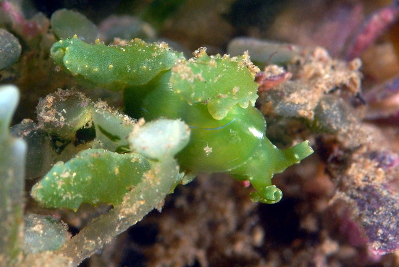 720P, sea slug