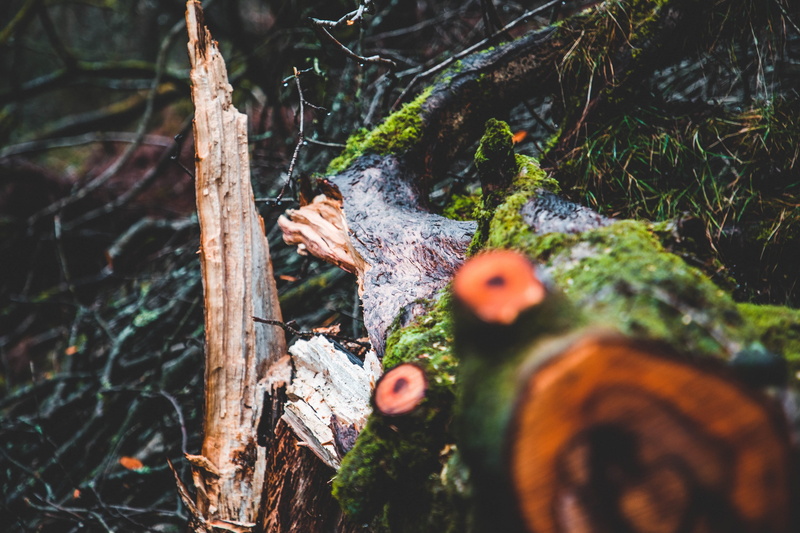 outdoors, slug, wood - material, agaric, tree stump, redwood, day, trunk, selective focus, no people, fungus, close-up, tree trunk, deforestation, bird