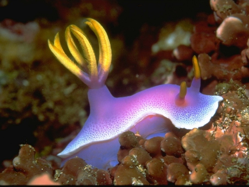 sea slug, 720P