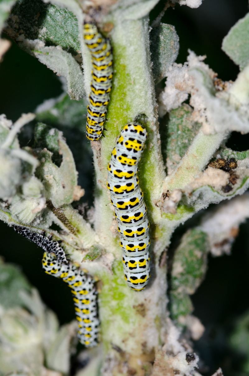focus on foreground, frost, nature, beauty in nature, animal themes, animal, growth, lizard, crawling, animals in the wild, plant, seahorse, 4K, aphid