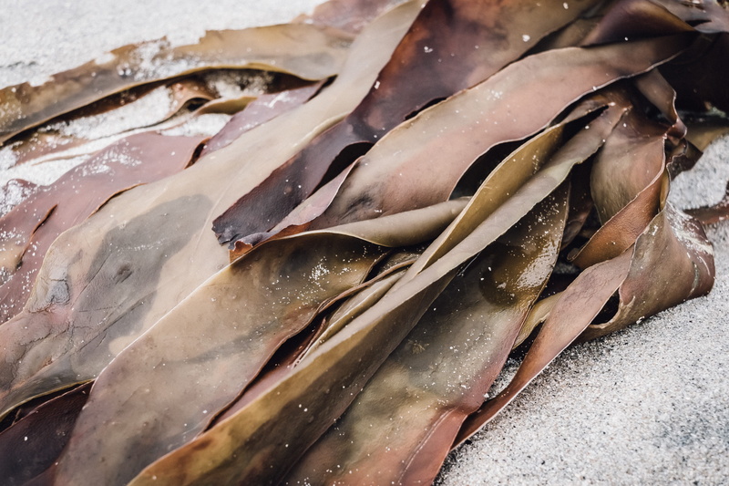 sardine, 2K, still life, algae, slug, bumblebee, wellbeing, no people, vertebrate, seaweed, high angle view, invertebrate, food, sea, insect, raw food