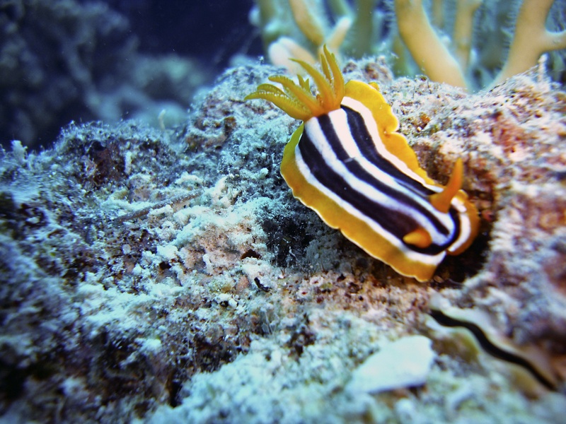 outdoors, invertebrate, 2K, one animal, diving, water, undersea, animal markings, animal, snail, animal wildlife, sea life, underwater world, beauty in nature
