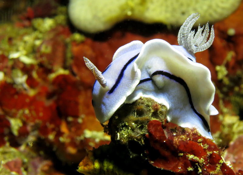 fauna, close-up, undersea, one animal, invertebrate, animal themes, sea life, marine, animal wildlife, fish, phillipines, underwater, sea, 2K, scuba diving
