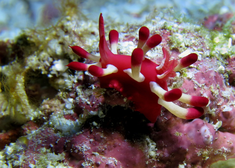 one animal, pink color, fauna, animal, underwater photography, coral, beauty in nature, animals in the wild, 1080P, ocean, animal wildlife, no people