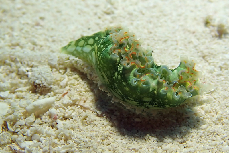 sand, outdoors, animal, water, nudibranch, sea, animal themes, land, animals in the wild, food and drink, sea life, day, no people, caribbean, undersea