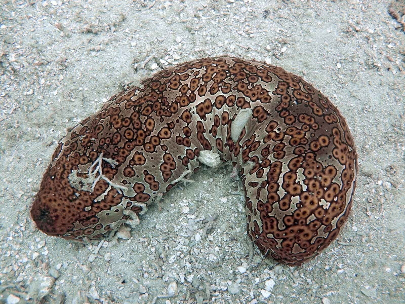 Sea Life, Nudibranch, 720P, Animal