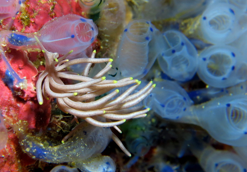 invertebrate, phillipines, undersea, creature, photography, nature, no people, animal wildlife, water, animal, swimming, sea, marine, beauty in nature