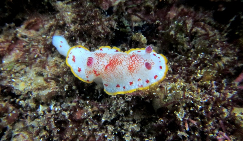 exotic, ecosystem, sea life, animal themes, underwater, aquatic, animal, scuba, animals in the wild, saltwater, no people, undersea, diving, beauty in nature