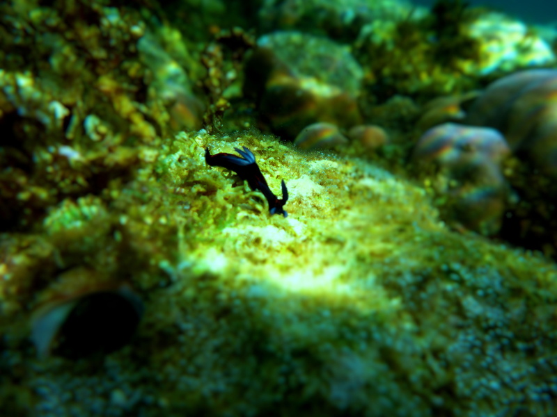 4K, animal themes, nudibranch in motion, animals in the wild, underwater, water, coral, one animal, selective focus, animal, sea, undersea, swimming, no people