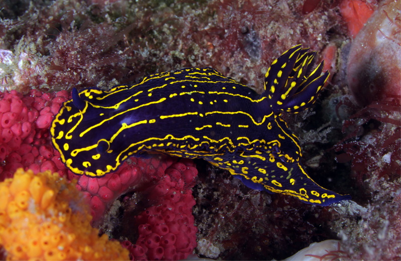 soft bodied, exotic, 4K, close-up, fish, animal themes, coral, marine, sea, underwater, reef, mollusk, regal sea goddess nudibranch, water, animal, gastropod