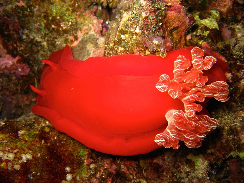 Sea Slug , Earth, 720P, Nudibranch, Sea Slug