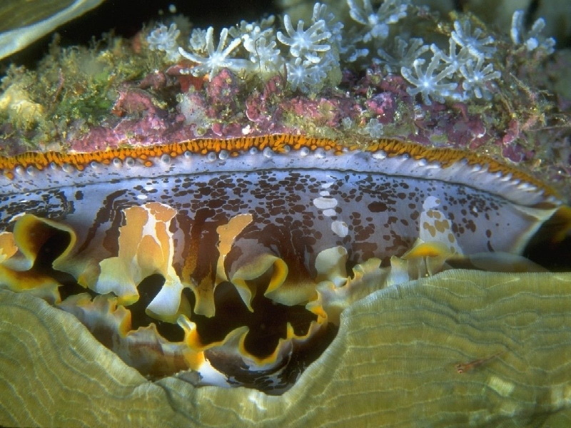 720P, Animal, Nudibranch, Sea Slug