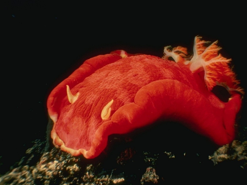 Animal, Sea Slug, 720P, Nudibranch