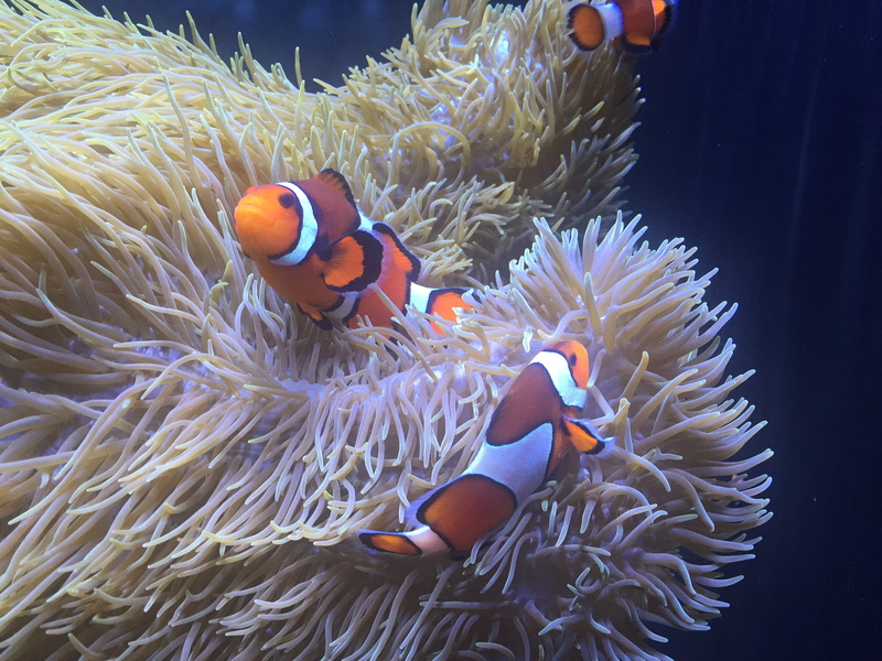 nature, sea anemone, swimming, underwater, animals in the wild, group of animals, vertebrate, coral, Aquarium, marine, sea life, Anemone, undersea, sea
