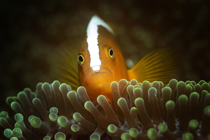 under water, 1080P, underwater world, fish, sea anemones, sea, clown fish, the ocean