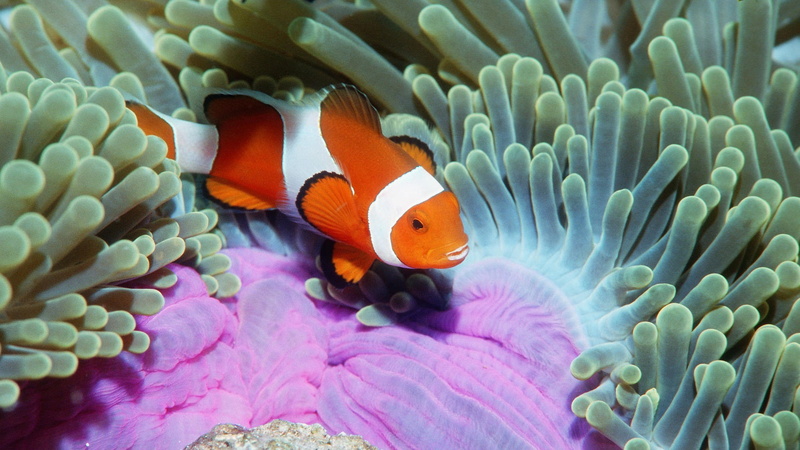animal, 1080P, invertebrate, clown fish, coral, sea life, animals, Clownfish, animals in the wild, swimming, undersea, no people, one animal, animal wildlife