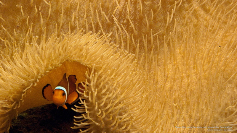 clown, sea, fish, bay, Ocean Life, africa, south, mossel, anemone, 2K