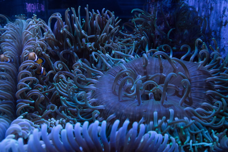 undersea, ecosystem, sea anemone, sea, marine, fish, water, photography, 5K, underwater, coral, plants, nature, animal wildlife, animal themes, anemone