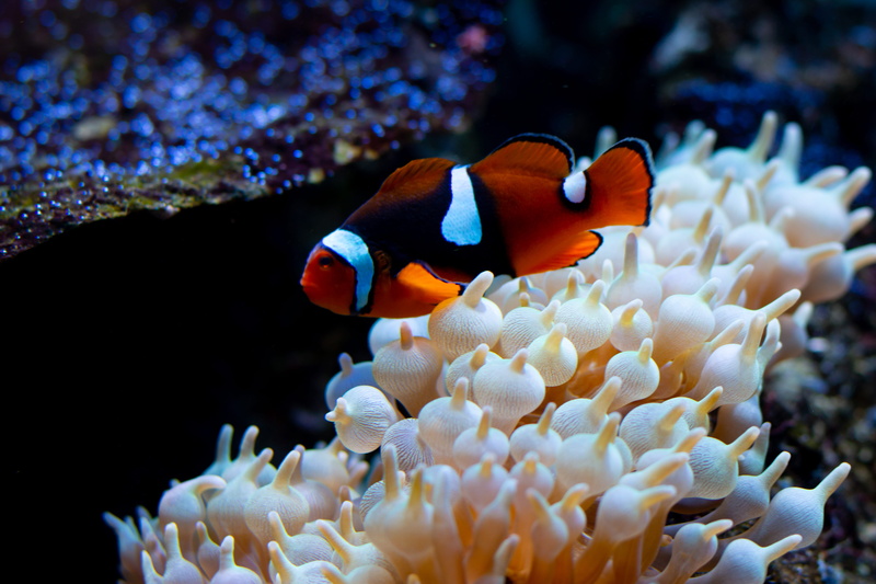 undersea, animals in the wild, no people, sea, invertebrate, clown, water, nature, fish, animal, clown fish, one animal, vertebrate, animal themes, marine