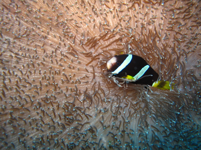animals in the wild, animal eye, one animal, nature, animal themes, no people, water, pets, vertebrate, Maldives, animal, sea life, beauty in nature, Anemone
