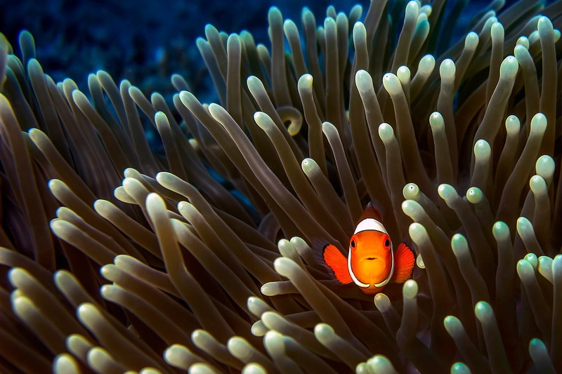 animal, vertebrate, coral, animal wildlife, animals in the wild, clown fish, 1080P, marine, sea anemone, undersea, beauty in nature, saltwater fish, fish