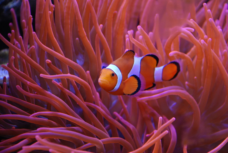 underwater, animals in the wild, sea life, aquarium, undersea, animal, one animal, meeresbewohner, vertebrate, 4K, fish, colorful, marine, no people, animal themes