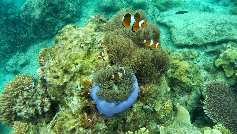 corals, clown, ecosystem, three, invertebrate, vertebrate, immersion, animal themes, beauty in nature, anemone, water, no people, sponge, swimming, animal